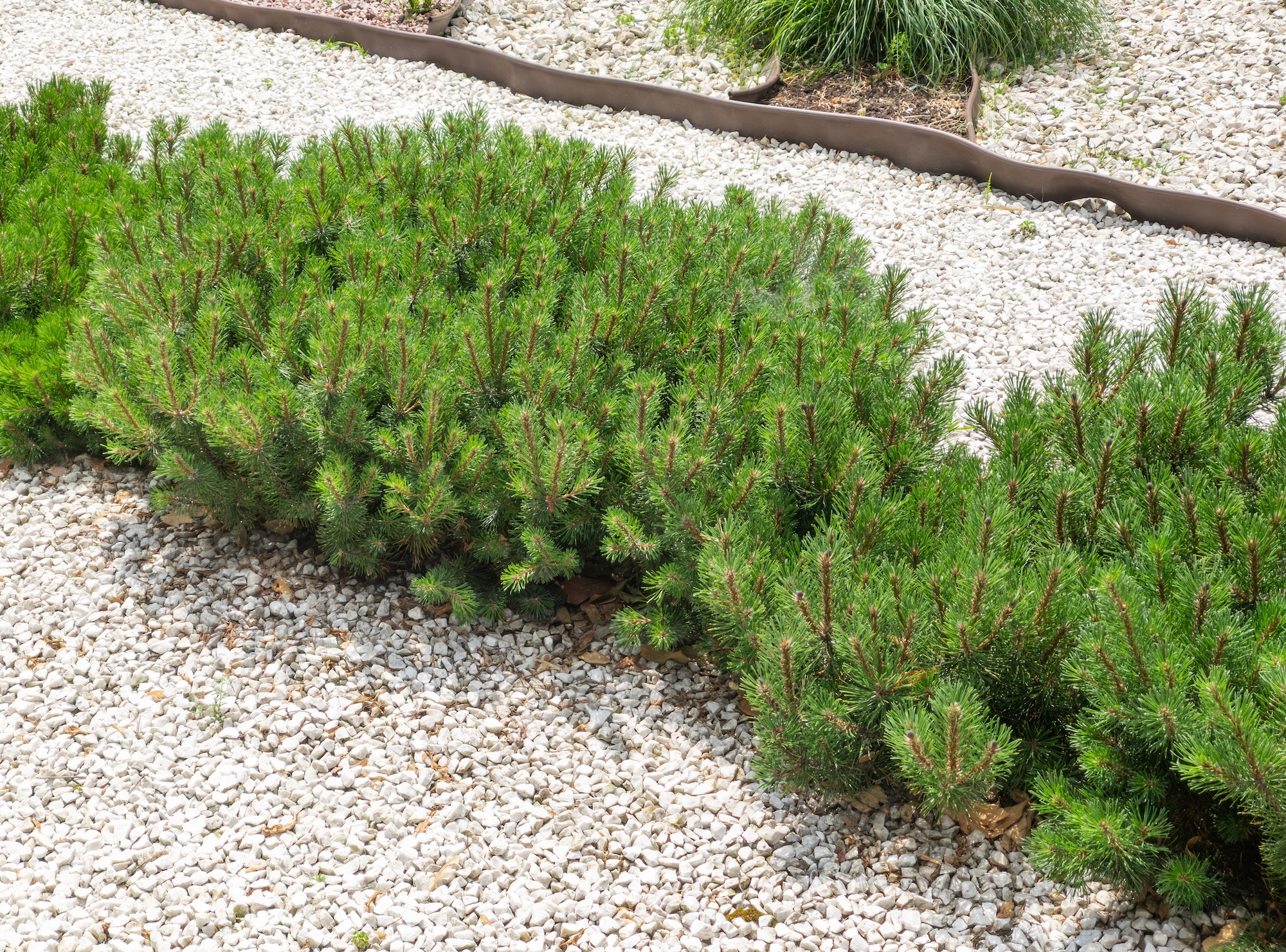 Row of cultivar dwarf mountain pine Pinus mugo var. pumilio on a backyard.